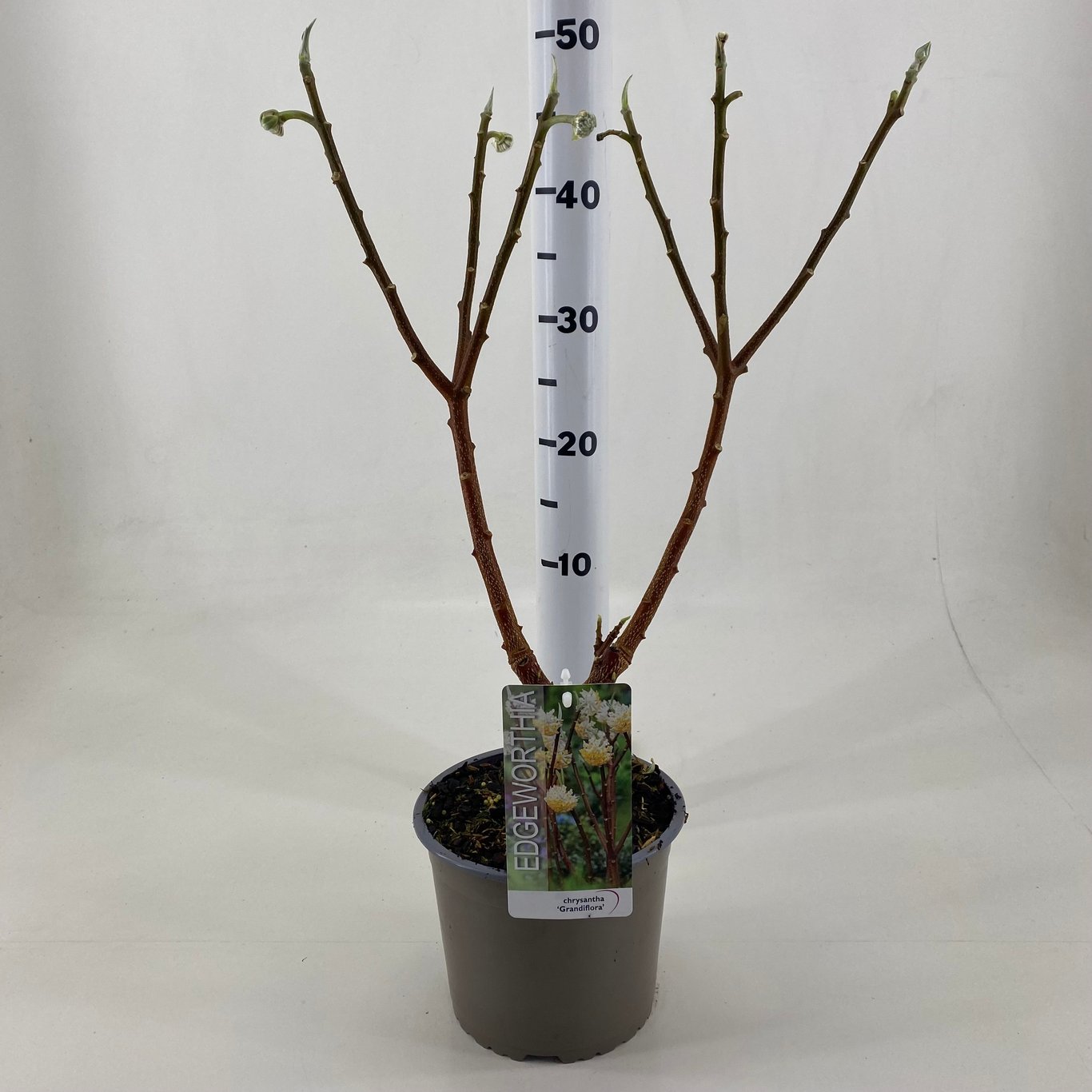 Edgeworthia chrys. 'Grandiflora' - C3 30-40 CM